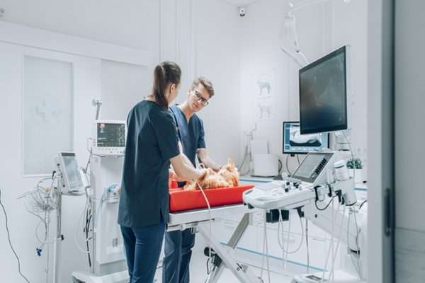 Vétérinaires : une délégation possible pour certains actes