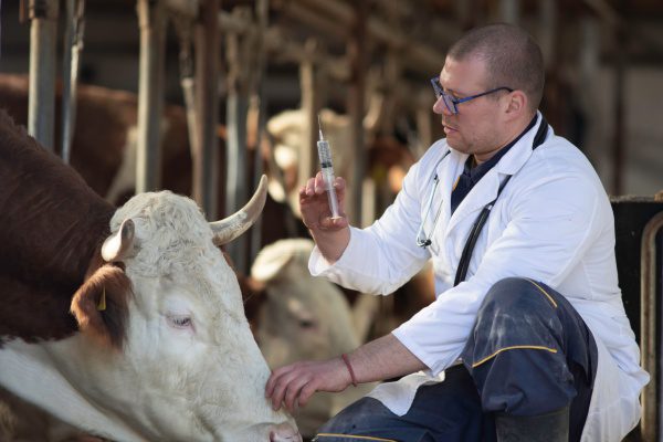 Agriculture : le point sur les épidémies