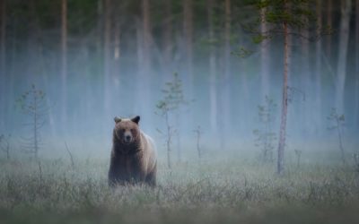 Animaux sauvages : des mesures à signaler
